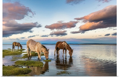 Horses Grazing And Drinking Water From Hovsgol Lake At Sunset, Mongolia