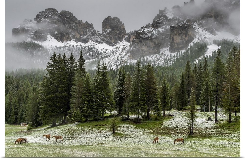 Horses grazing in the meadow blanketed in summer snow, Dolomites, Alto Adige or South Tyrol, Italy