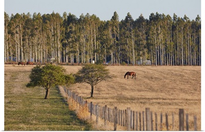 Horses In A Field Of The Estancia La Violeta Polo Club, Chajari, Entre Rios, Argentina