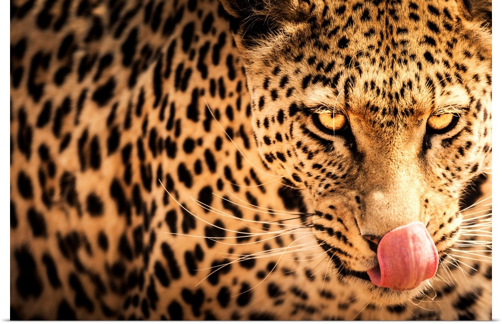 Hungry leopard, Namibia