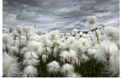 Iceland, Landmannlaugar, Flowering of cottongrass and the Iceland sky