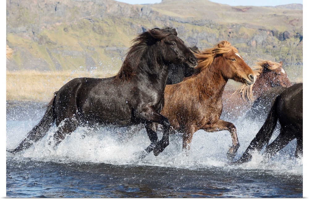 Icelandic Horses Running Across A Glacial River, South Iceland.