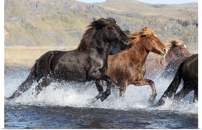 Icelandic Horses Running Across A Glacial River, South Iceland