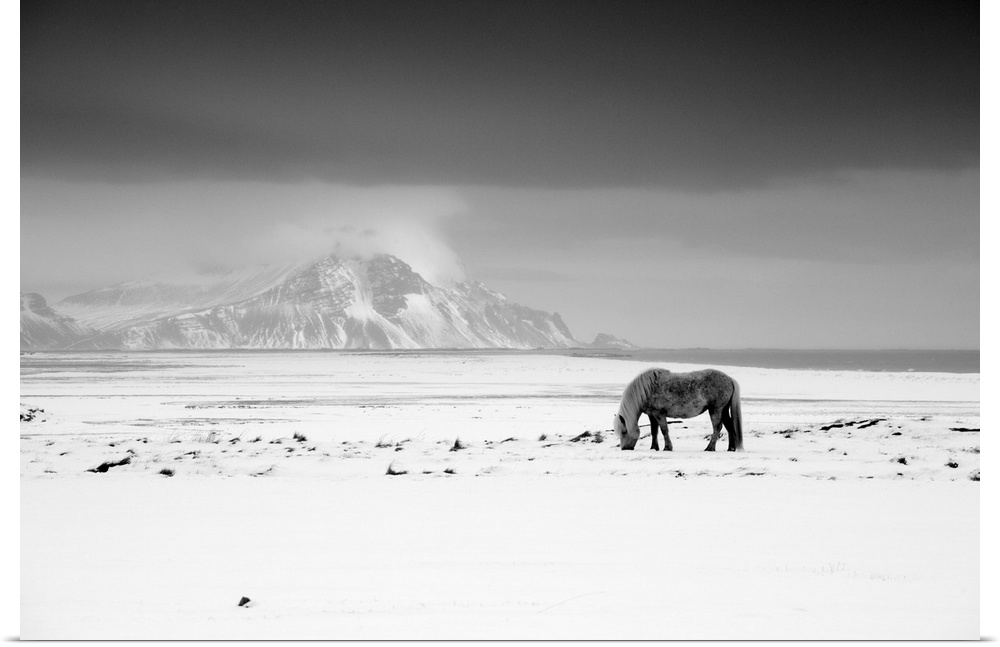 Icelandic Pony In Winter, Iceland