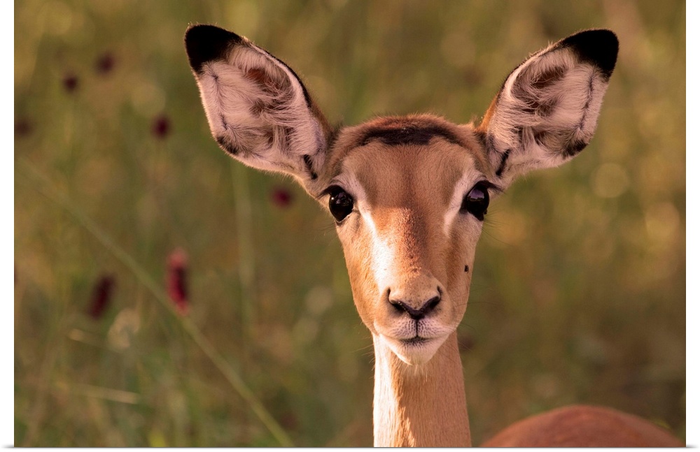 Impala portrait, Ruaha National Park, Tanzania - an alert ewe stares directly at the camera.