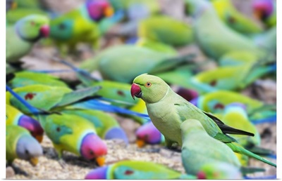 India, A Rose-ringed Parakeet feeds among rose-ringed and Plum-headed Parakeets