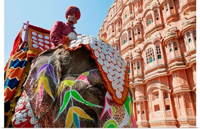 India, Rajasthan, Ceremonial decorated Elephant outside the Hawa Mahal Palace