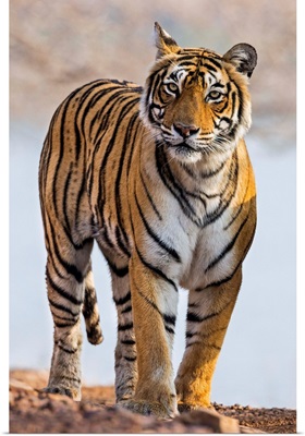 India, Rajasthan, Ranthambhore, A female Bengal tiger