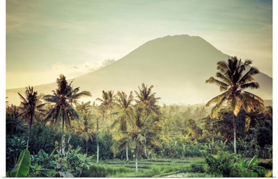 Indonesia, Bali, East Bali, Amlapura, Rice Fields and Gunung Agung Volcano