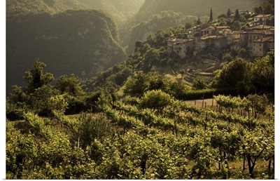 Italy, Lombardy, Lake District, Lake Garda, Tremosine Plateau, Sermerio, vineyards