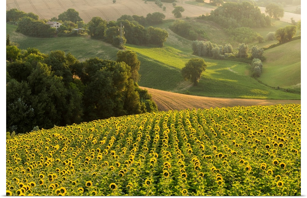 Italy, Marche, Macerata District, Corridonia, Sunflower Field Near Corridonia Village.