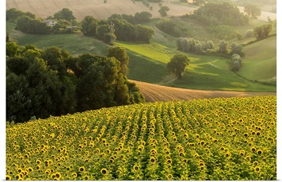 Italy, Marche, Macerata District, Corridonia, Sunflower Field Near Corridonia Village