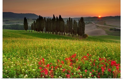 Italy, Tuscany, Orcia Valley, Cypress on the hill near San Quirico d'Orcia