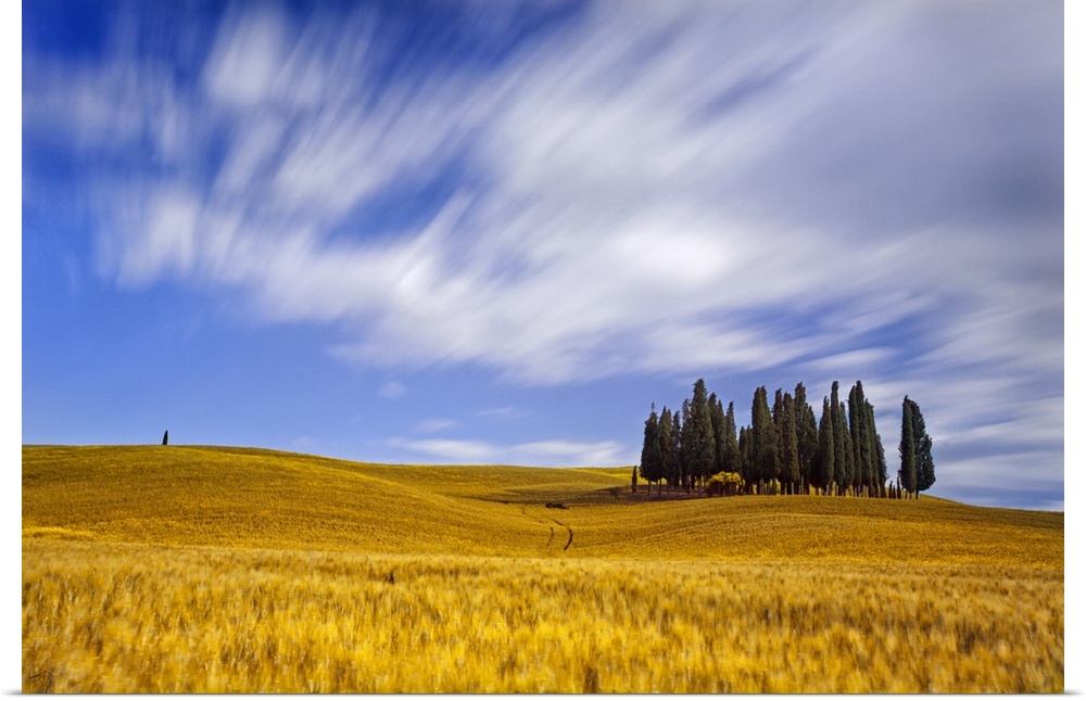 Italy, Tuscany, Siena district, Orcia Valley, Cypress on the hill near San Quirico d'Orcia