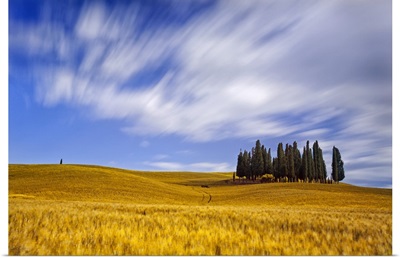 Italy, Tuscany, Orcia Valley, Cypress on the hill near San Quirico d'Orcia