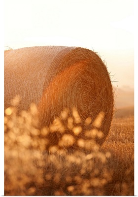 Italy, Tuscany, Siena district, Orcia Valley, countryside, close up of a bale