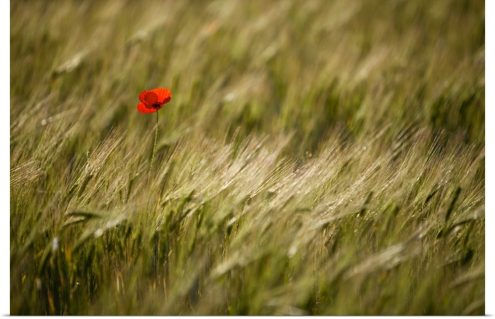 Italy, Umbria, Norcia. A single poppy in a field of barley near Norcia.