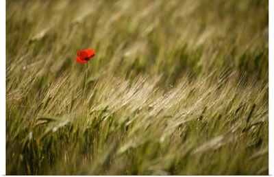 Italy, Umbria, Norcia, A single poppy in a field of barley near Norcia