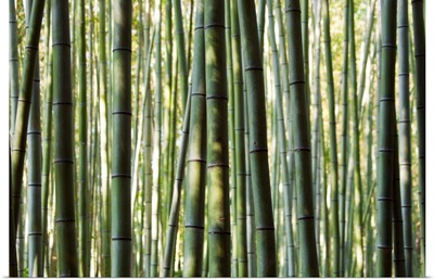 Japan, Chubu Region, Kyoto, Arashiyama. Close up of a bamboo forest