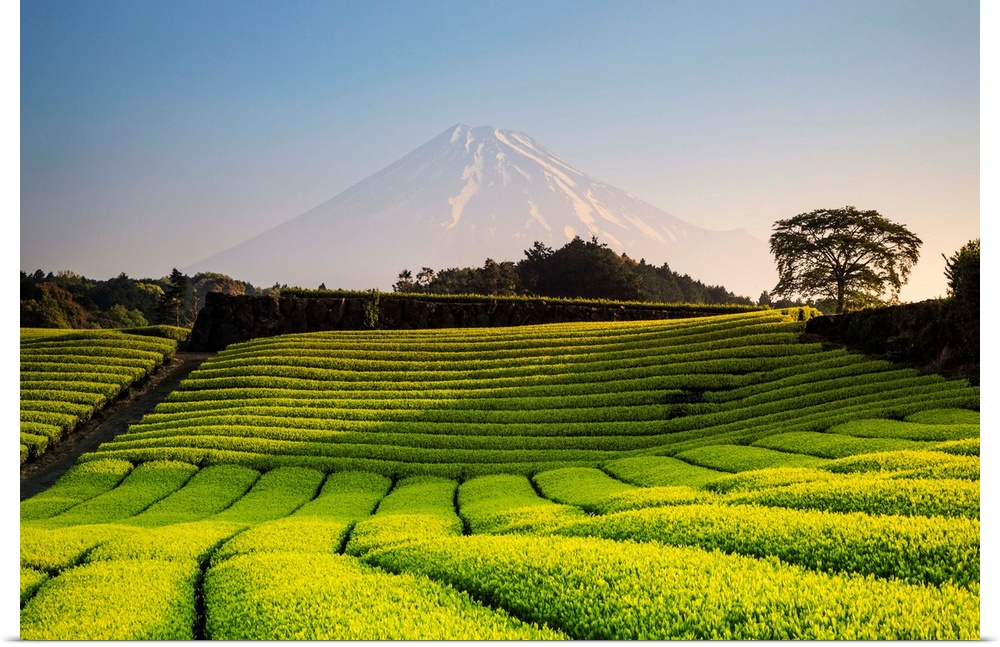 Japan, Shizuoka Prefecture, Mt Fuji and Green Tea Plantations.