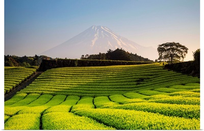 Japan, Shizuoka Prefecture, Mt Fuji and Green Tea Plantations