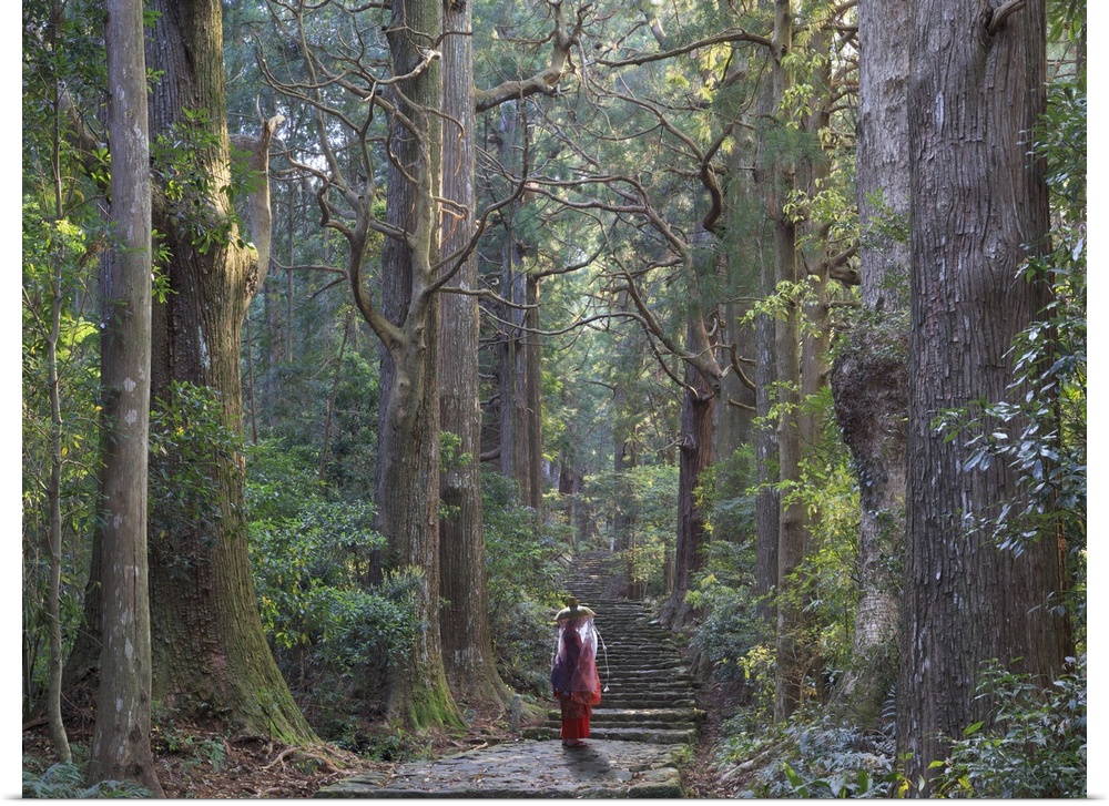 Japan, Wakayama Prefecture, Kumano Kodo Pilgrimage Trail (UNESCO Site), Japanese Cedars Forest