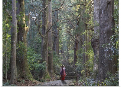 Japan, Wakayama Prefecture, Kumano Kodo Pilgrimage Trail, Japanese Cedars Forest