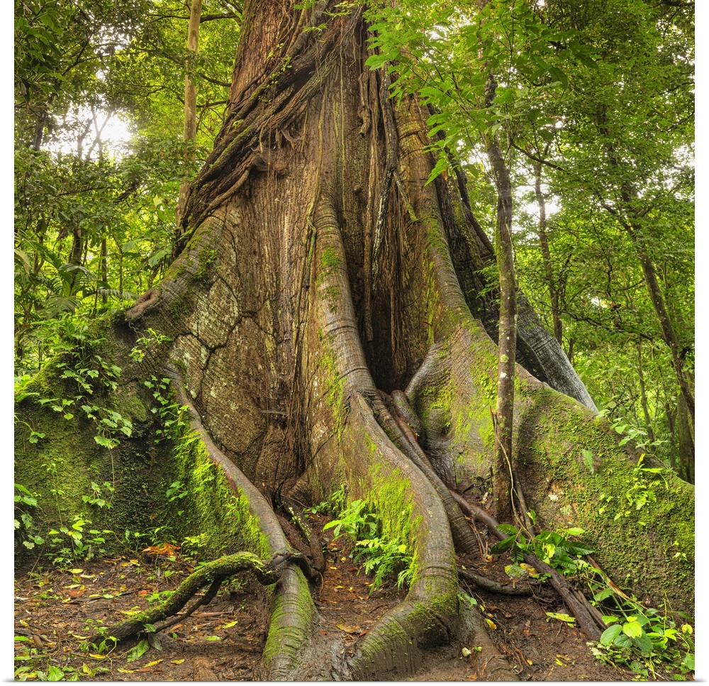 30 meters high Kapok tree (Ceiba pentandra), Central Highlands, Arenal National Park,  La Fortuna, Costa Rica, Latin America.