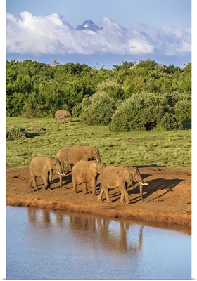 Kenya, A herd of elephants come to drink at a waterhole in the Aberdare National Park