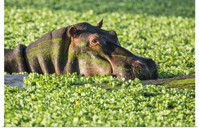 Kenya, A hippo wallows among Nile cabbage in a large rainwater pool near the Mara River