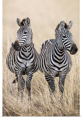 Kenya, Masai Mara, Narok County, Two common Zebras on the dry grasslands of Masai Mara