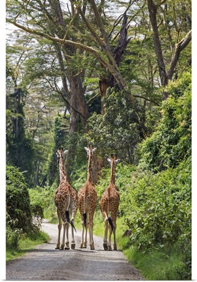 Kenya, Nakuru, Nakuru County, Three Rothschild giraffes saunter down a track