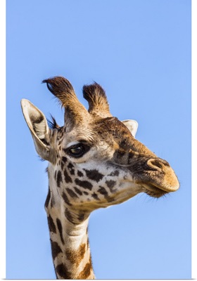Kenya, Narok County, Masai Mara, A young Maasai giraffe