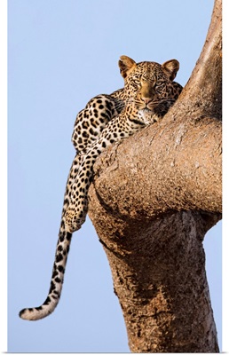 Kenya, Tsavo East National Park, A Leopard lying on the branch of a tree