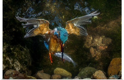 kingfisher hunting a fish underwater