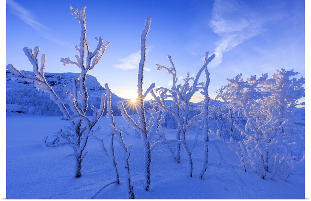 Last sun on frost plants. Riskgransen, Norbottens Ian, Lapland, Sweden,Europe