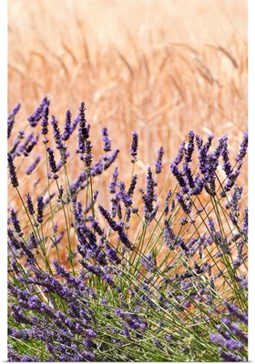 Lavender and wheat, Provence, France