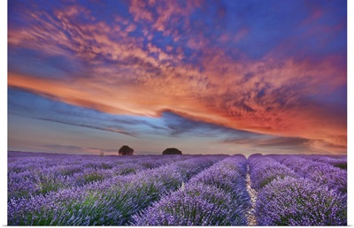 Lavender Field And Burning Clouds, France, Forcalquier, Valensole, Provence