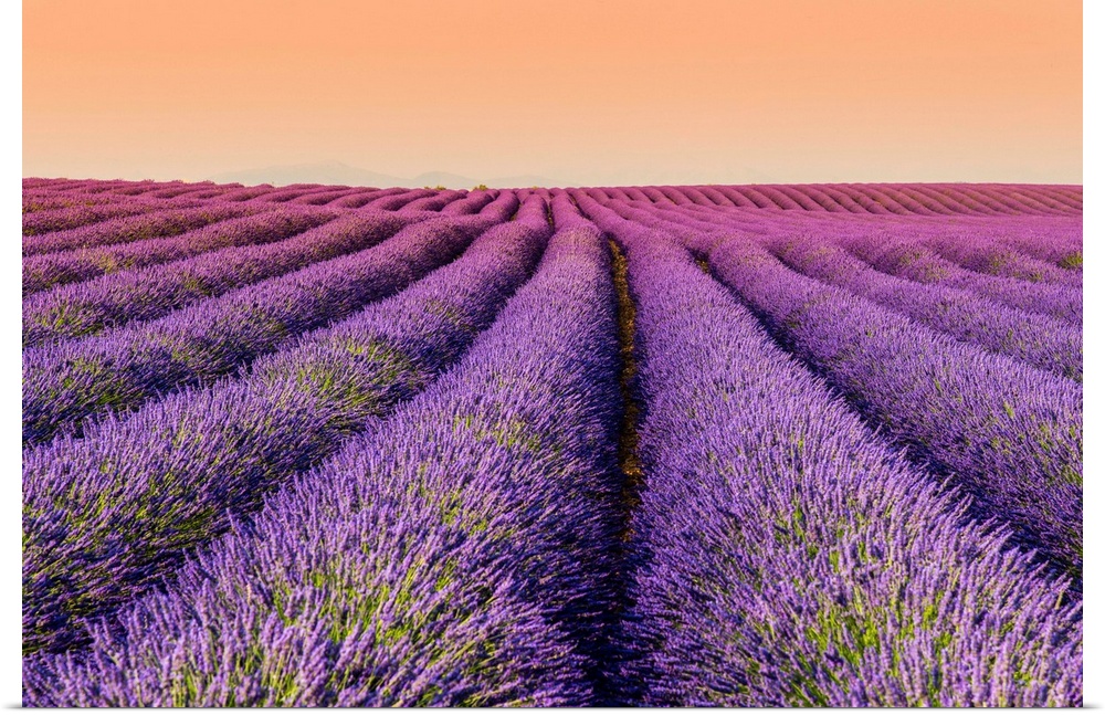 Lavender field at sunset, Plateau de Valensole, Provence, France.