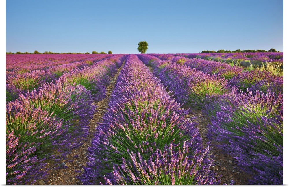 Lavender field. France, Provence-Alpes-Cote d'Azur, Alpes de Haute Provence, Forcalquier, Valensole, Saint Jurs. Provence,...