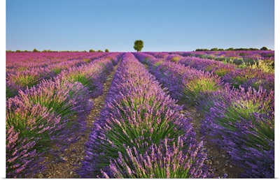 Lavender Field, France, Alpes De Haute Provence, Forcalquier, Valensole, Saint Jurs