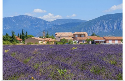 Lavender Field With Puimoisson, Provence-Alpes-Cote d'Azur, France
