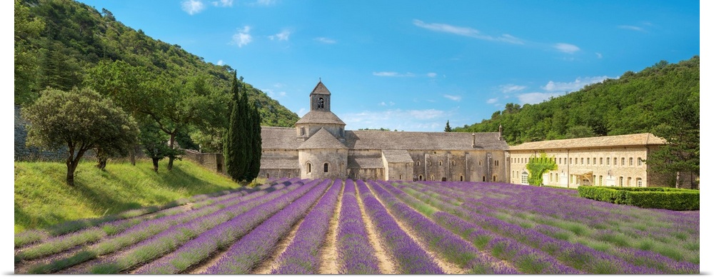Lavender fields in full bloom in early July in front of Abbaye de Senanque Abbey, Vaucluse, Provence-Alpes-Cote d'Azur, Fr...