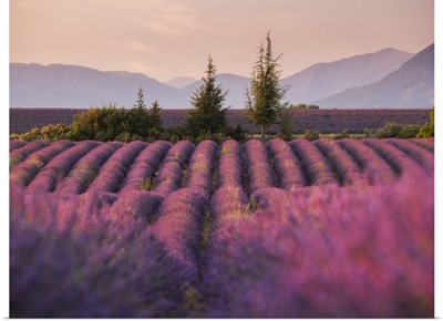 Lavender Fields, Plateau De Valensole, Provence-Alpes-Cote d'Azur, France