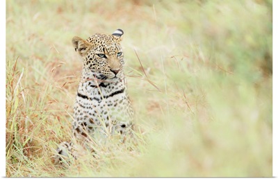 Leopard Cub In The Masaimara, Kenya