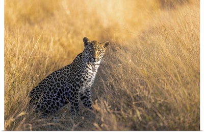 Leopard Cub, Okavango Delta, Botswana