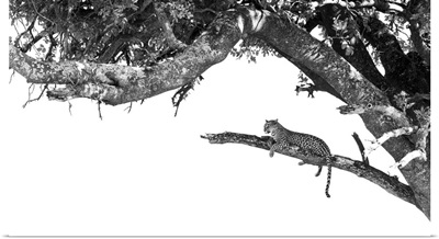 Leopard In Tree, Okavango Delta, Botswana