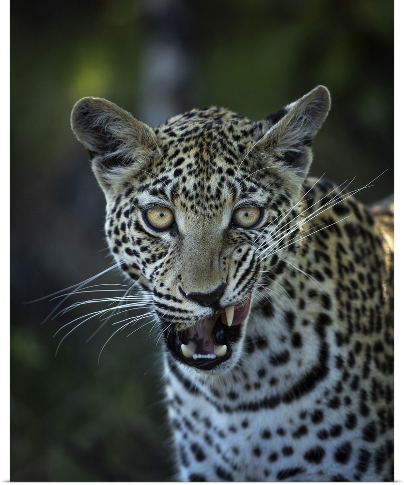 Leopard, Okavango Delta, Botswana.
