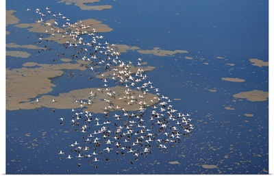 Lesser flamingos flying over Lake Logipi