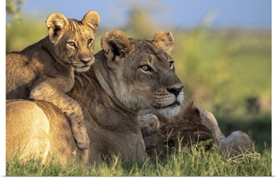 Lion Cub Lying On Its Mother, Okavango Delta, Botswana
